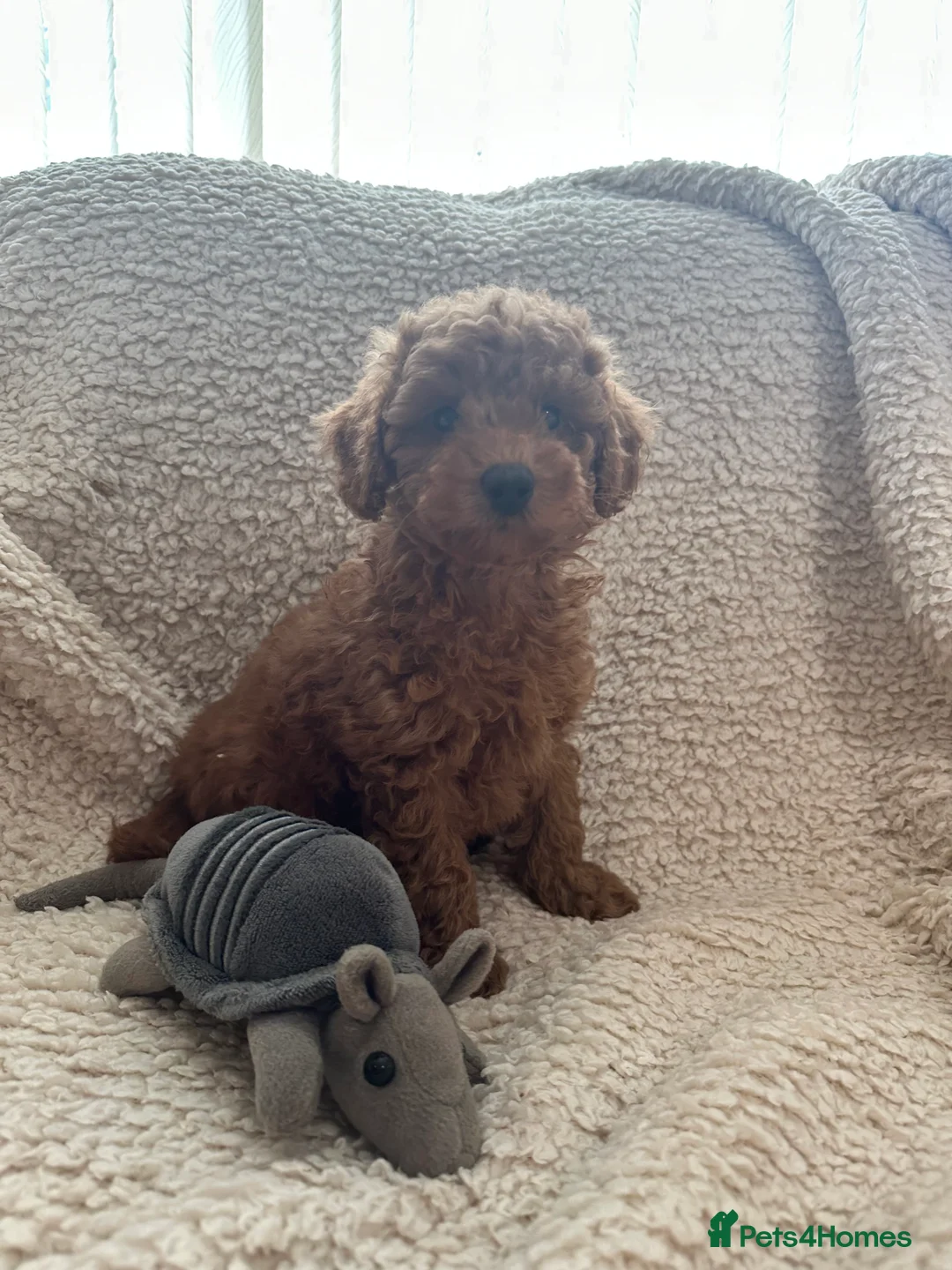 Toy Poodle dogs for sale: Apricot/red  - Advert 2