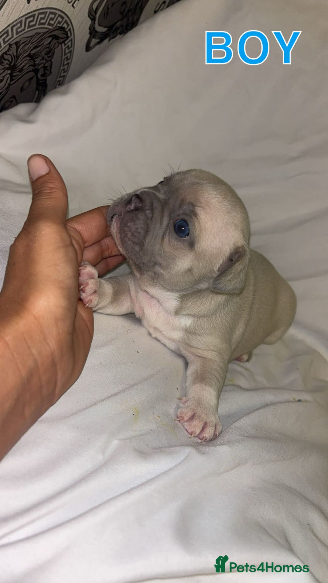 French Bulldog dogs for sale: French bullDog pups - Advert 8