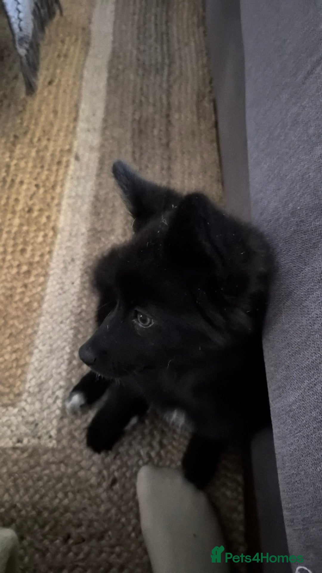 Pomsky dogs for sale: Pomsky Puppy for sale - Image 3