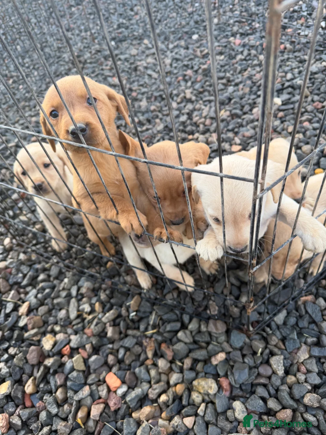 Labrador Retriever dogs for sale: Labrador puppies  - Advert 2