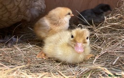 Ducks poultry for sale: Pure Aylesbury ducklings  - Image 4