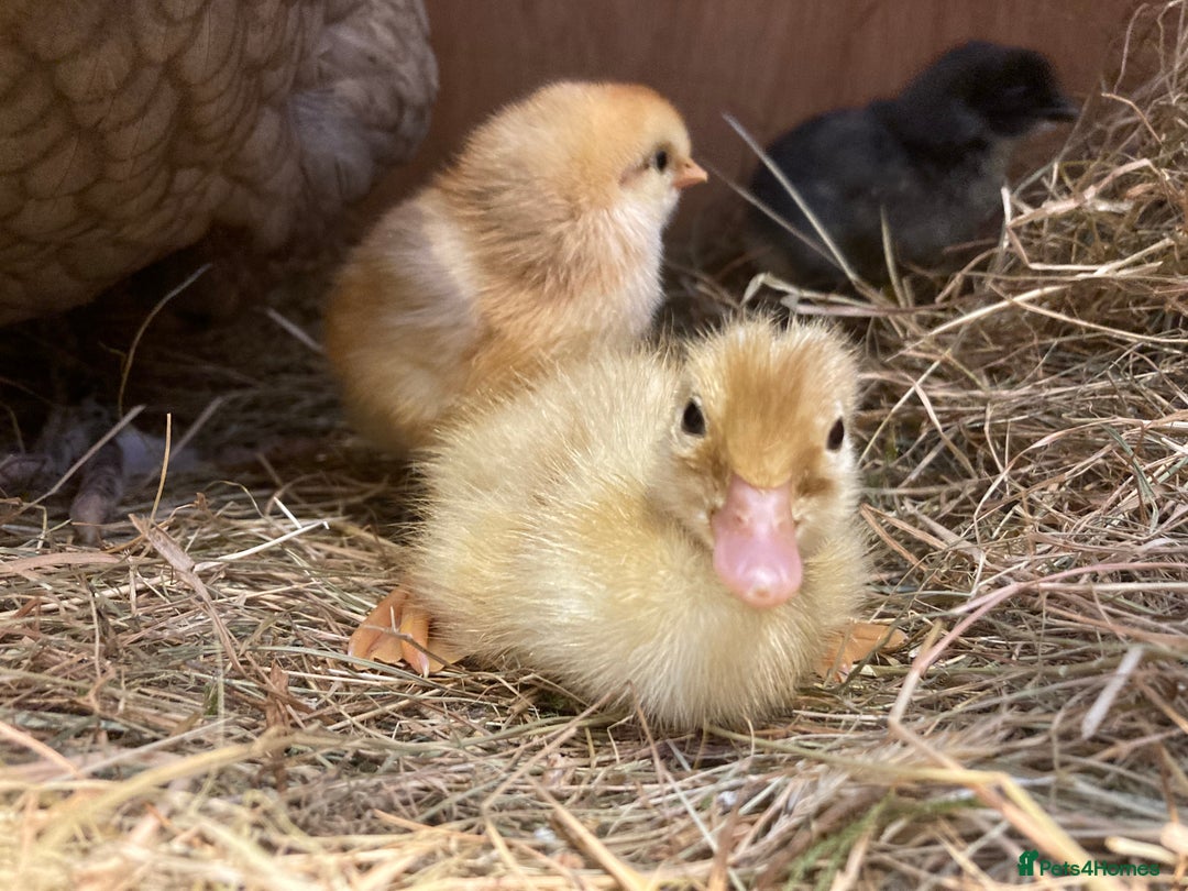 Ducks poultry for sale: Pure Aylesbury ducklings  - Image 4