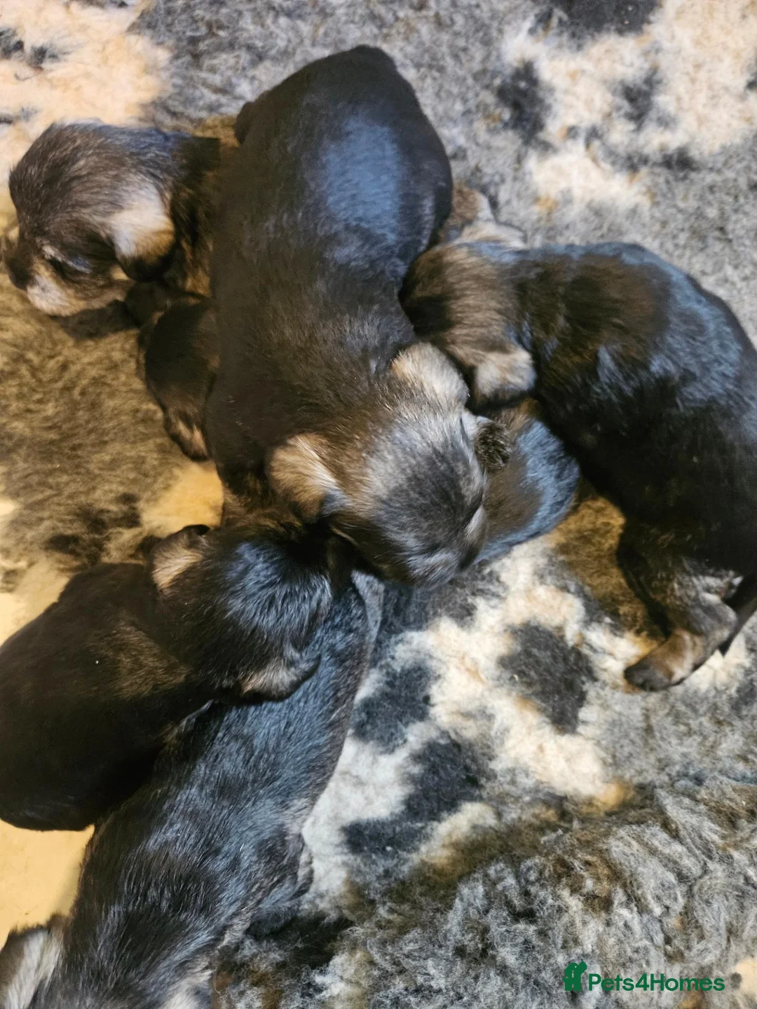 Miniature Schnauzer dogs for sale: Gorgeous miniature schnauzer pups - Advert 4