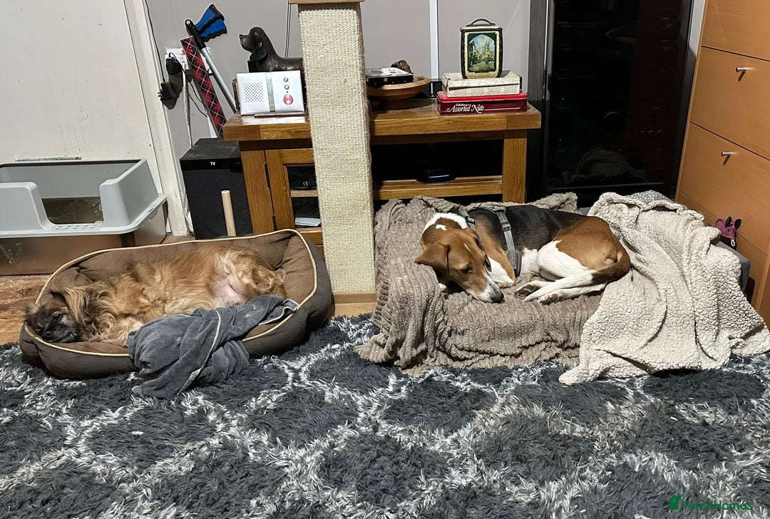 Mixed Breed dogs for adoption: ❤️Radna-affectionate 2 year old Estonian Hound❤️ - Advert 14