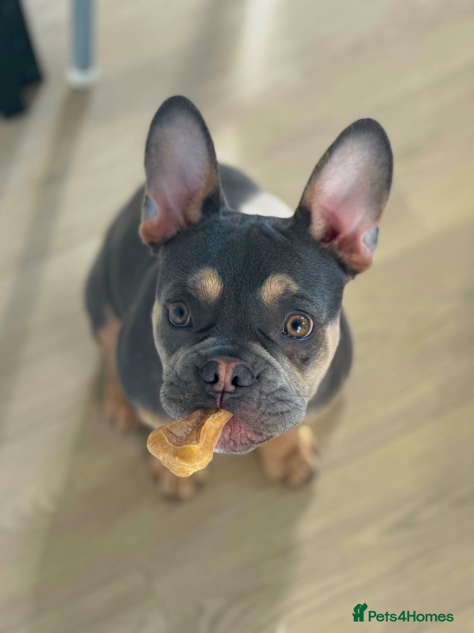 French Bulldog dogs 24 weeks old Frenchbulldog (Male) - Advert 15