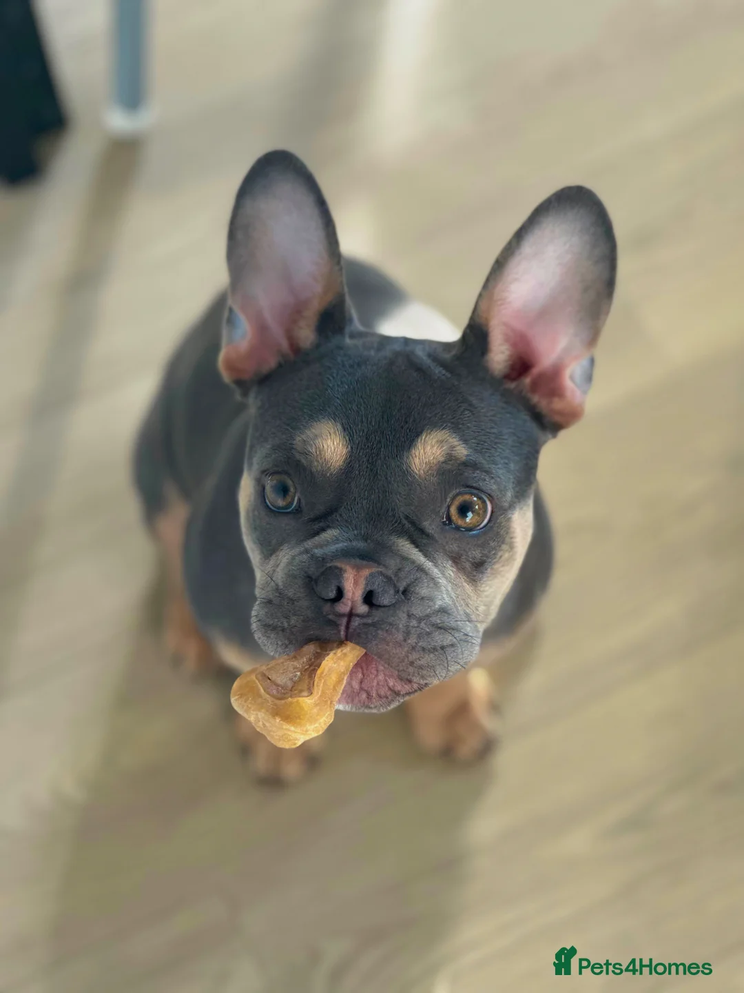 French Bulldog dogs for sale: 24 weeks old Frenchbulldog (Male) - Advert 1