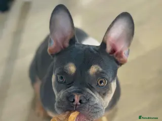 French Bulldog dogs 24 weeks old Frenchbulldog (Male) - Advert 1