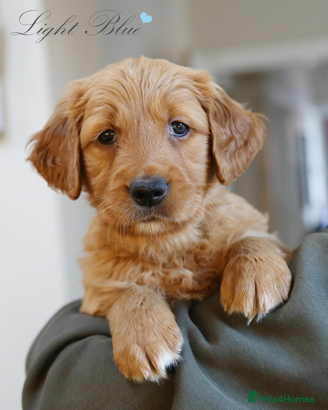 Golden Retriever dogs for sale: KC Registered Championship Line Golden Retrievers - Advert 1