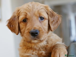 Golden Retriever dogs KC Registered Championship Line Golden Retrievers - Advert 2