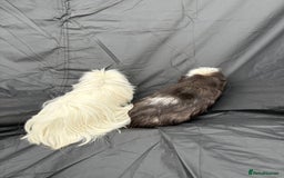 Guinea Pig rodents for sale: 2 male guinea pigs & House  - Image 1