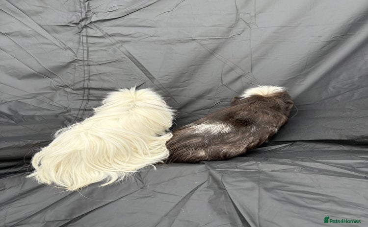 Guinea Pig rodents - Advert 2