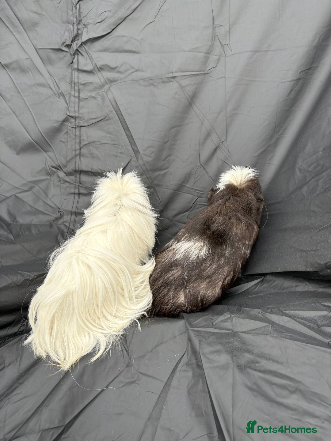 Guinea Pig rodents for sale: 2 male guinea pigs & House  - Image 1