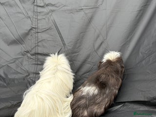 Guinea Pig rodents - Advert 6