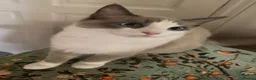 Ragdoll cats for sale: Ragdoll kitten  - Advert 10