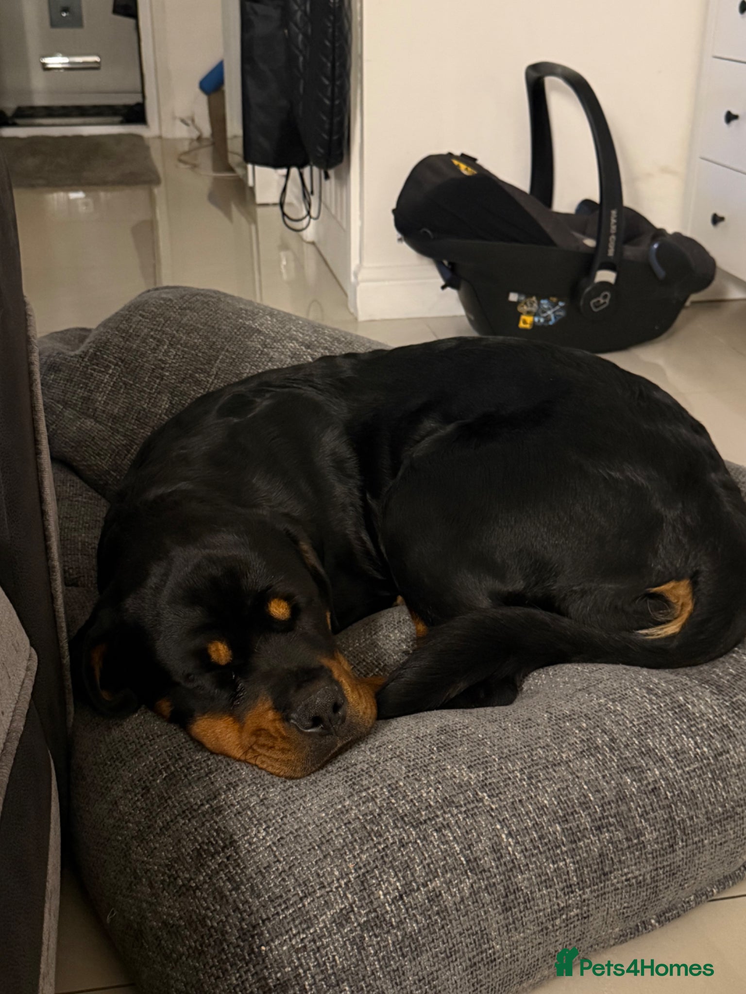Rottweiler dogs 8 month pup for sale - Advert 2