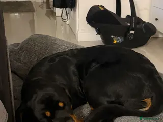 Rottweiler dogs 8 month pup for sale - Advert 2