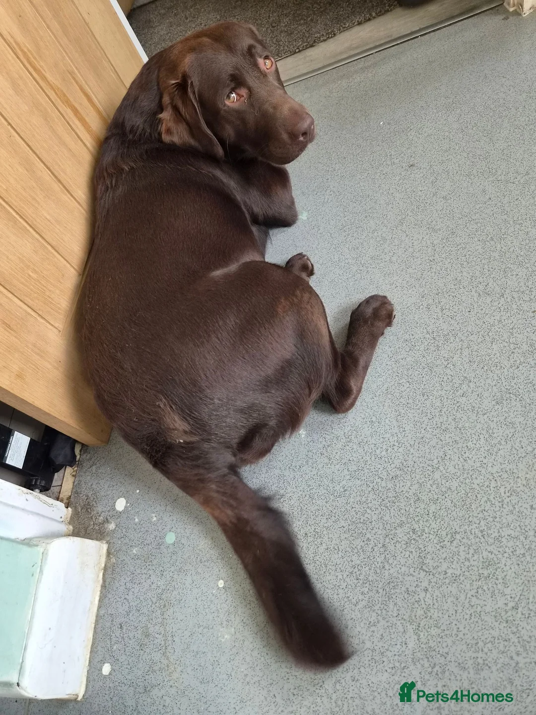Labrador Retriever dogs for sale: Labrador - Advert 1