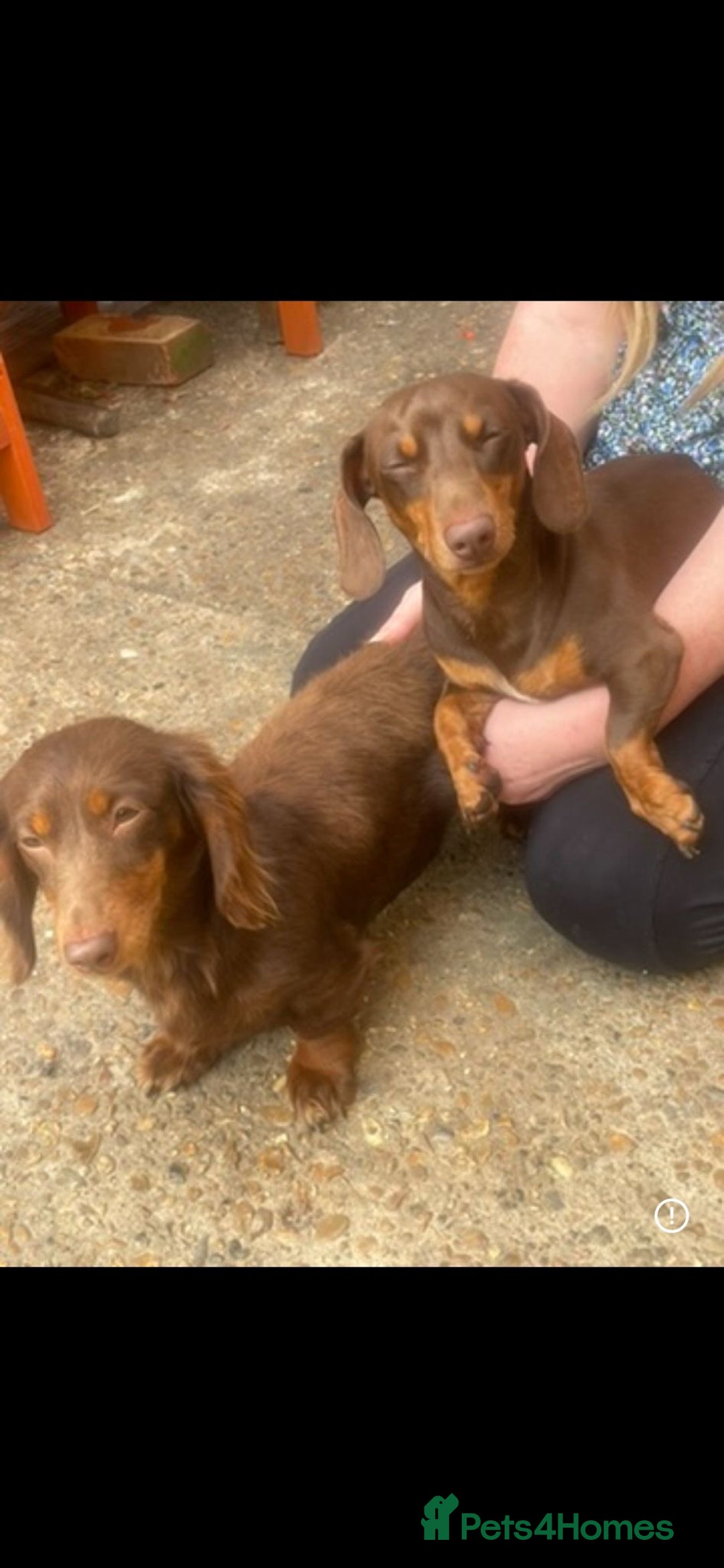 Dachshund dogs for sale: Miniature Dachshunds  - Advert 2