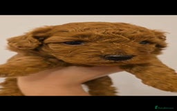 Cockapoo dogs for sale: Red Toy Cockapoo - Image 1