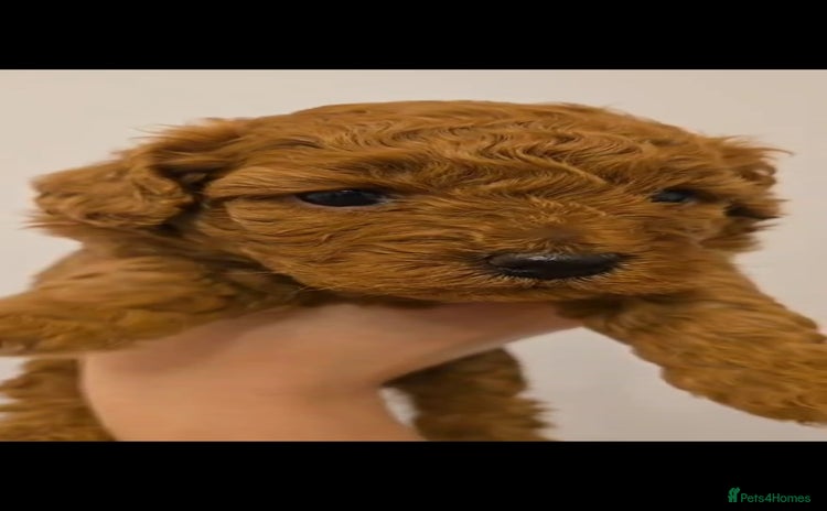 Cockapoo dogs - Advert 13