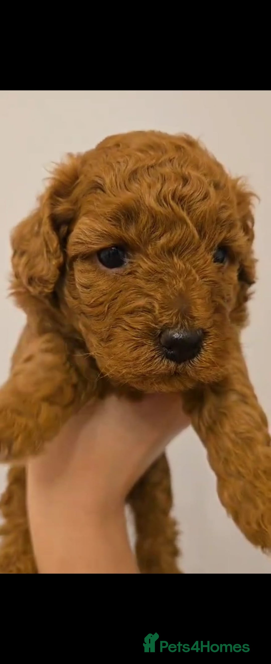 Cockapoo dogs for sale: Red Toy Cockapoo - Image 1