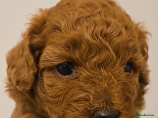 Cockapoo dogs - Advert 2