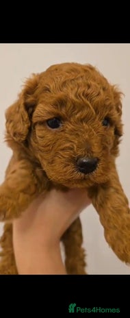 Cockapoo dogs - Advert 11