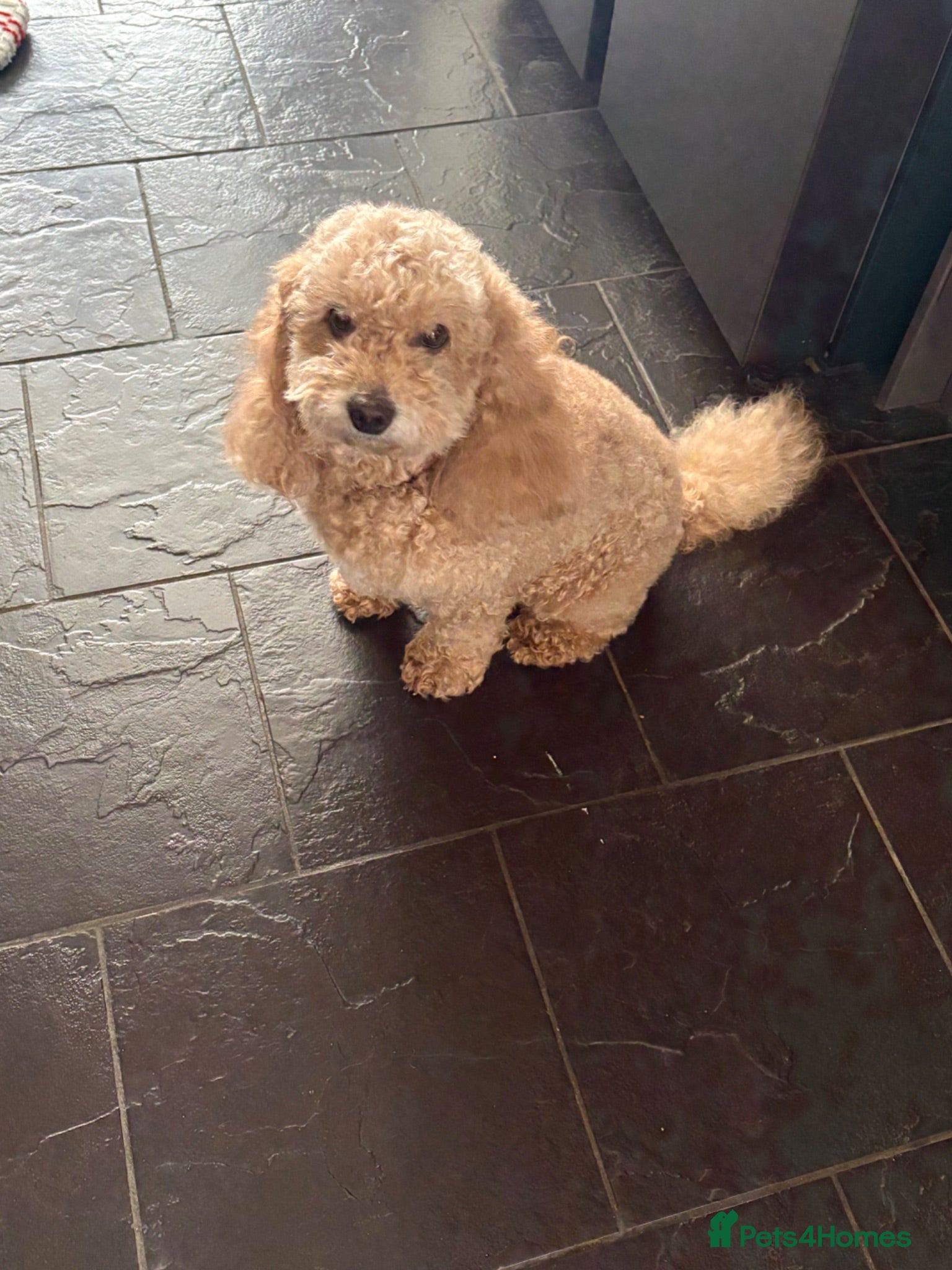 Cockapoo dogs Baylee cockapoo - Advert 1