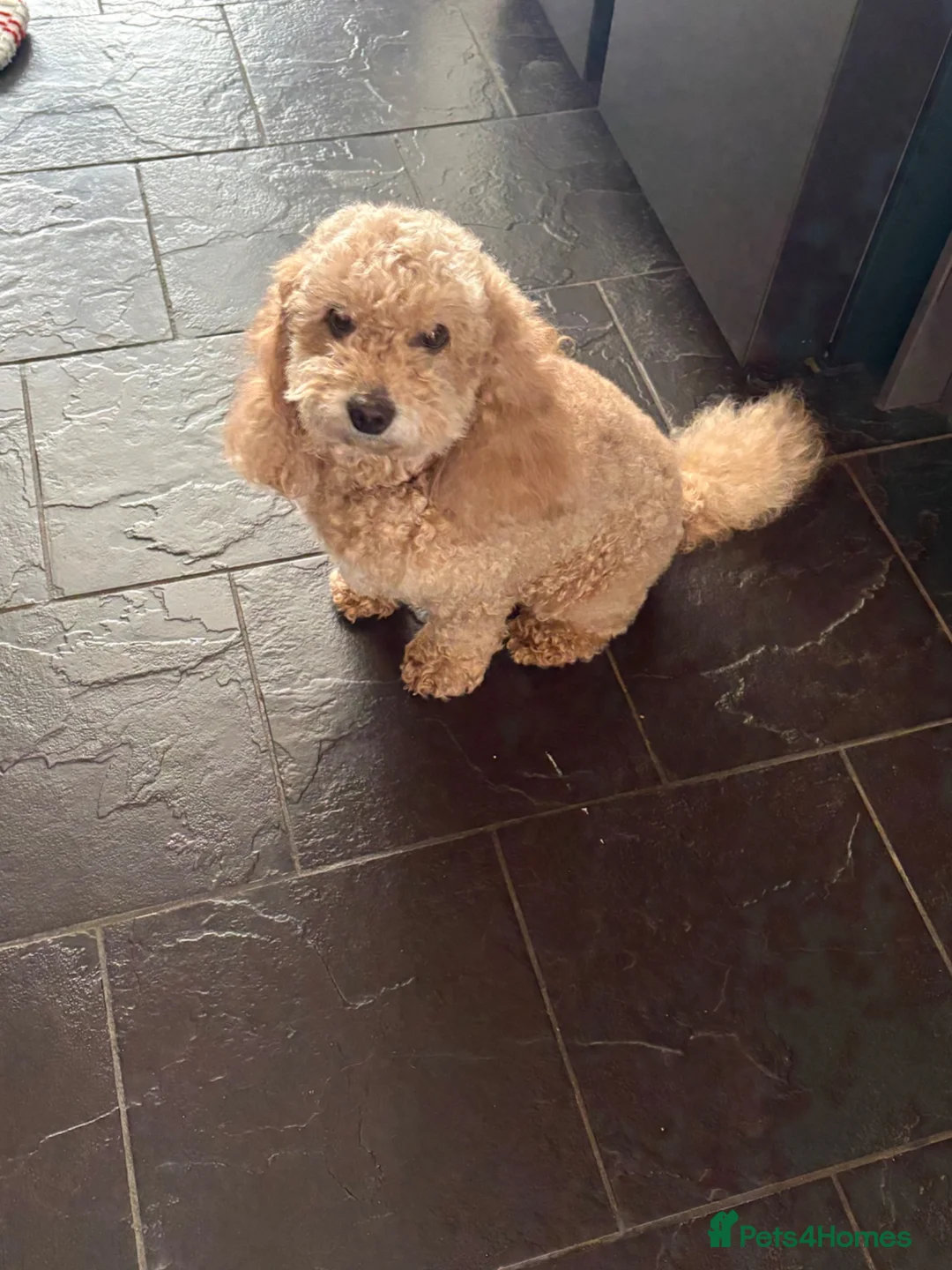 Cockapoo dogs for sale: Baylee cockapoo - Advert 1