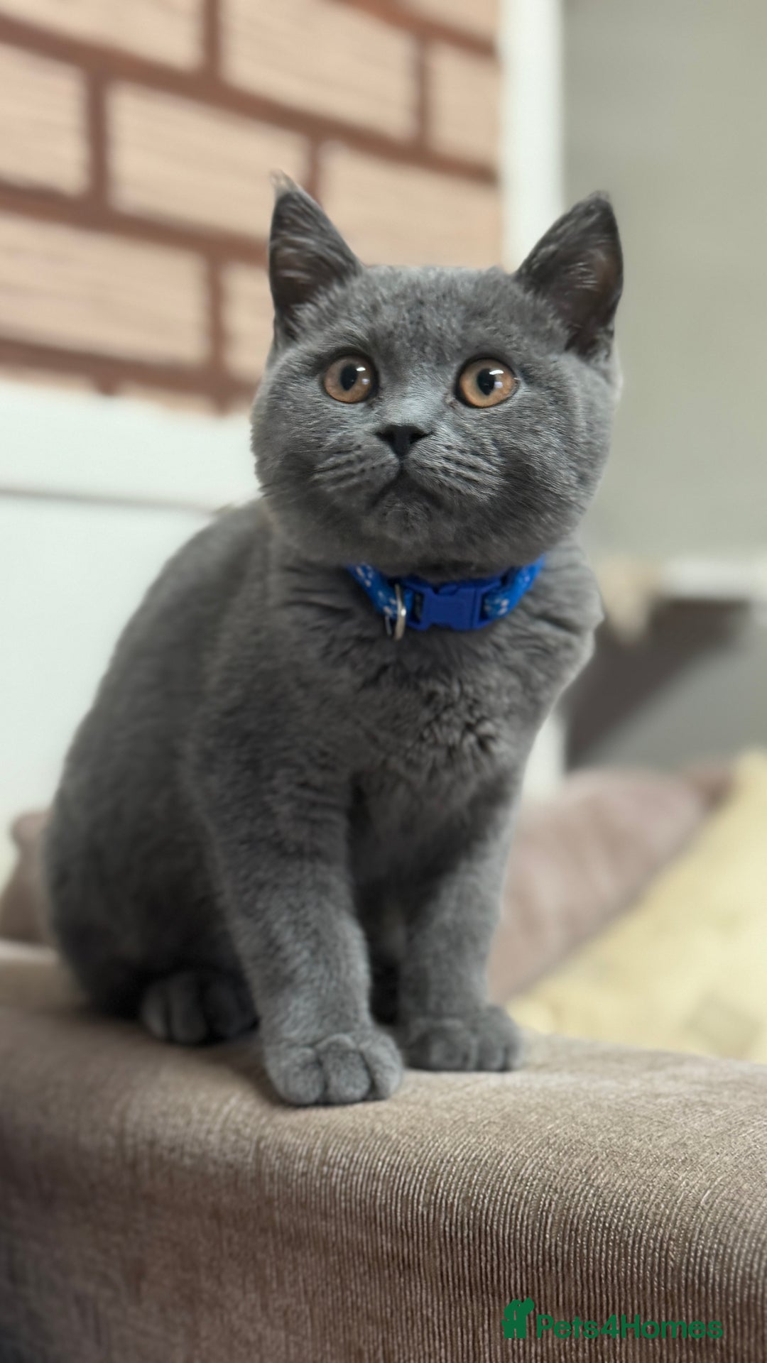 British Shorthair cats for sale: British shorthair  - Image 4