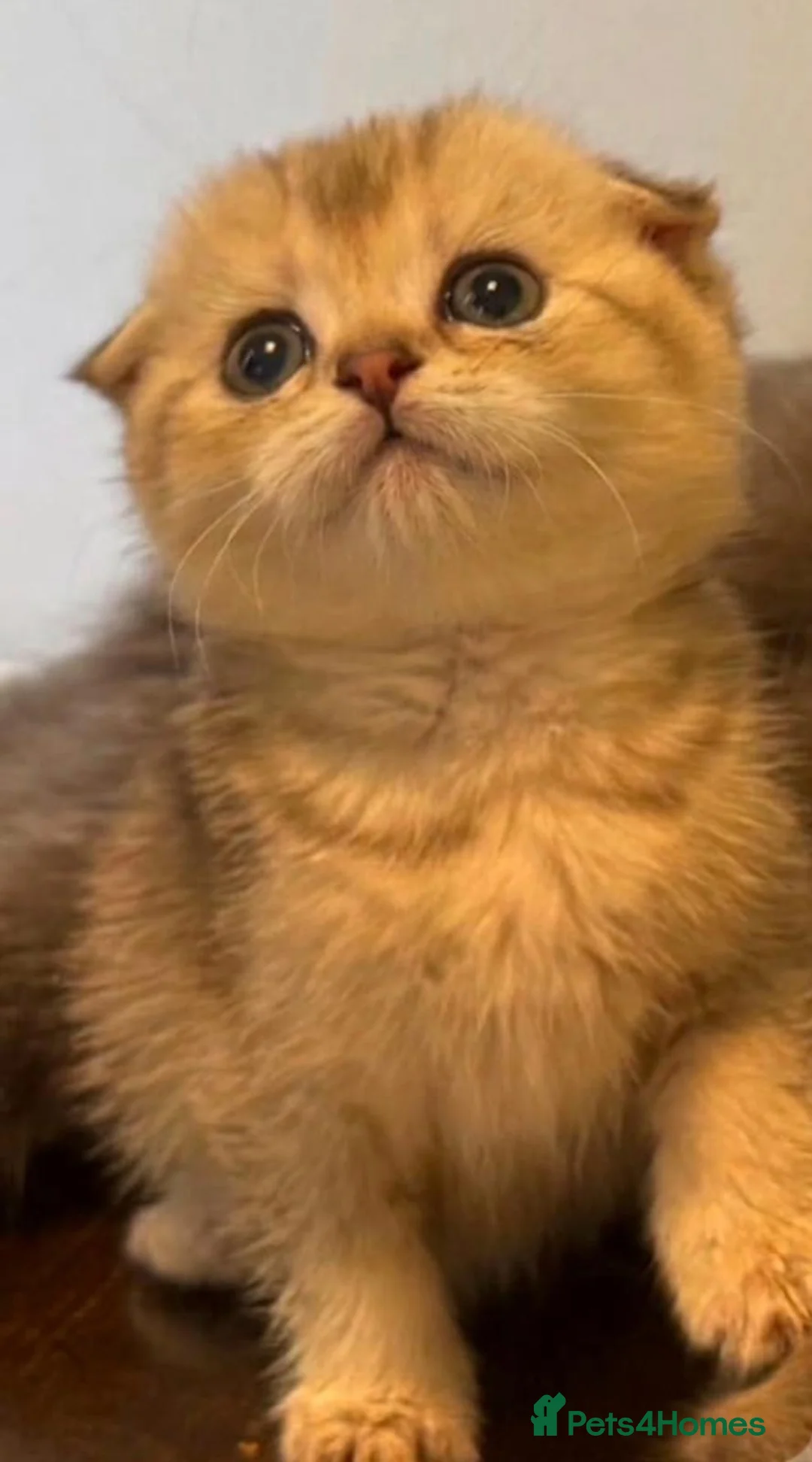 Scottish Fold cats for sale: Scottish Fold cuddlies - Advert 2