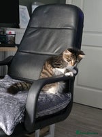 Mixed Breed cats - Advert 9