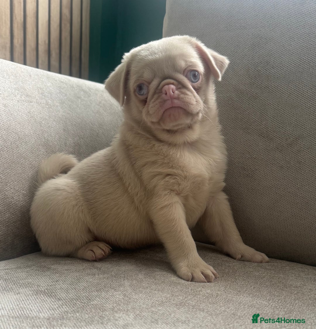 Pug dogs for sale: The “Dinosaur Litter”  - Image 11