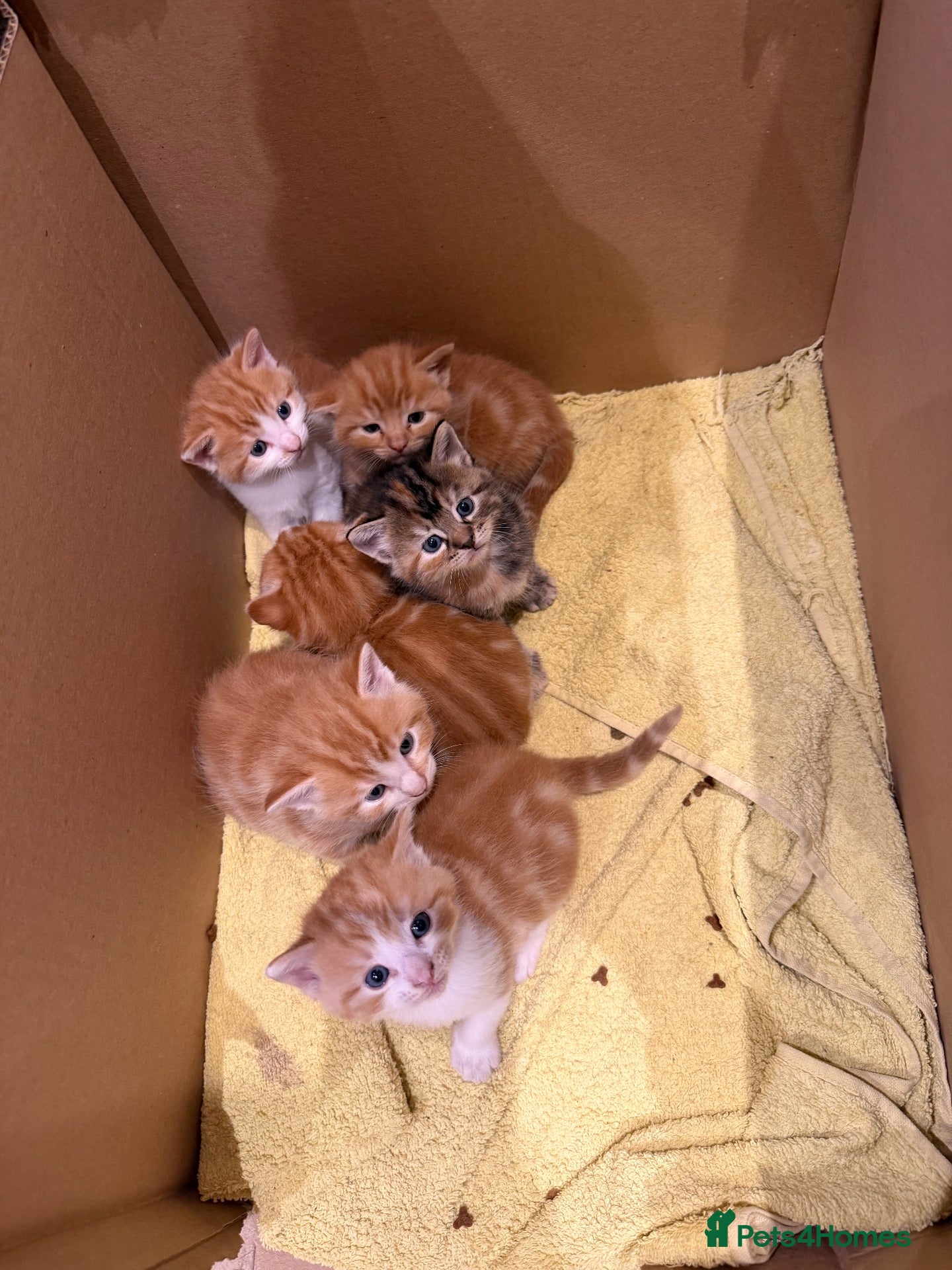Mixed Breed cats Gorgeous friendly kittens  - Advert 1