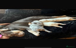 French Bulldog dogs for sale: Stunning Fluffy Frenchies Pink, Merle & Teddy Bear - Image 7