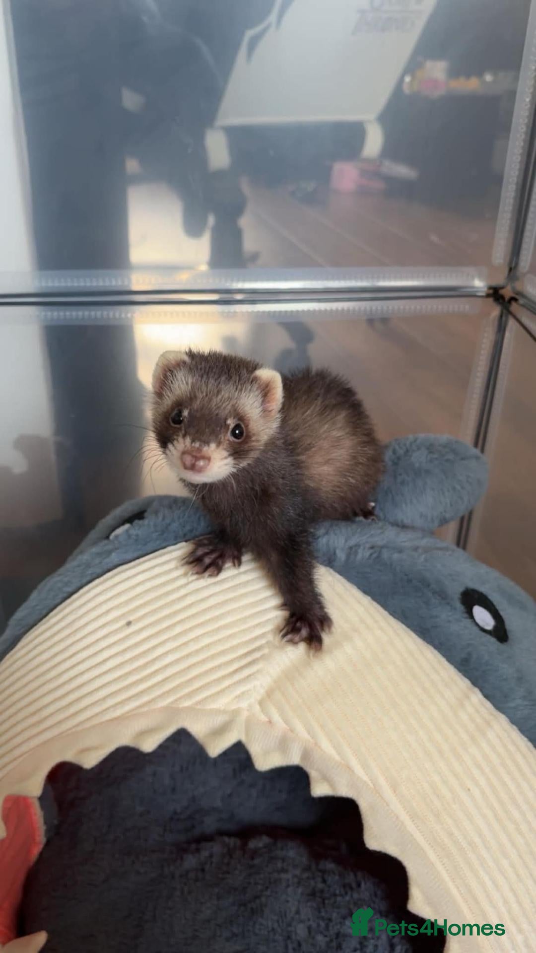 Ferret rodents Male ferret, around 10/11 weeks old - Advert 1