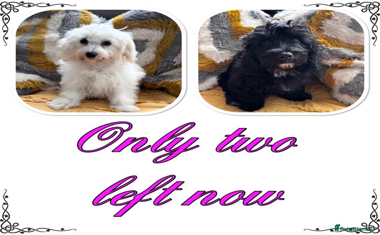 Maltipoo dogs in Newark - Advert 1