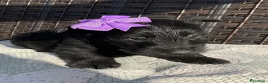 Scottish Terrier 2