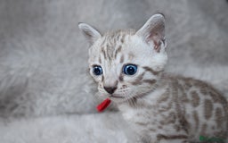 Bengal cats for sale: 🏆OUTSTANDING SHOW WINNING BENGALS KITTENS🔥 - Image 17