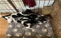 Jack Russell dogs for sale: Jack Russell Pup - Advert 6