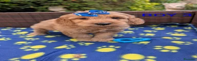 Cockapoo 3