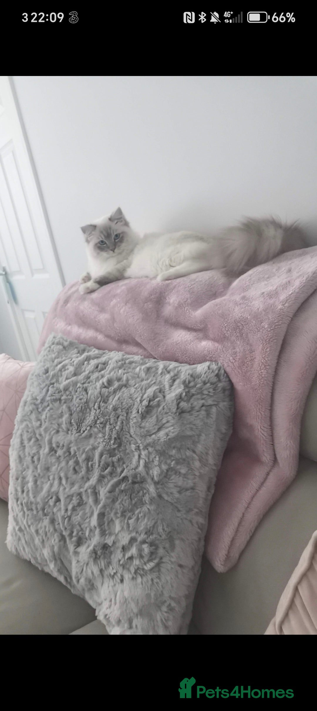 Ragdoll cats for sale: 2 year old ragdoll male - Image 3