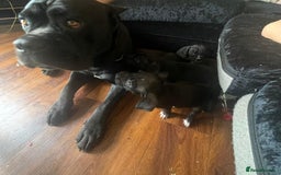 Mixed Breed dogs for sale: Alpha bulldog cane corso  - Image 4