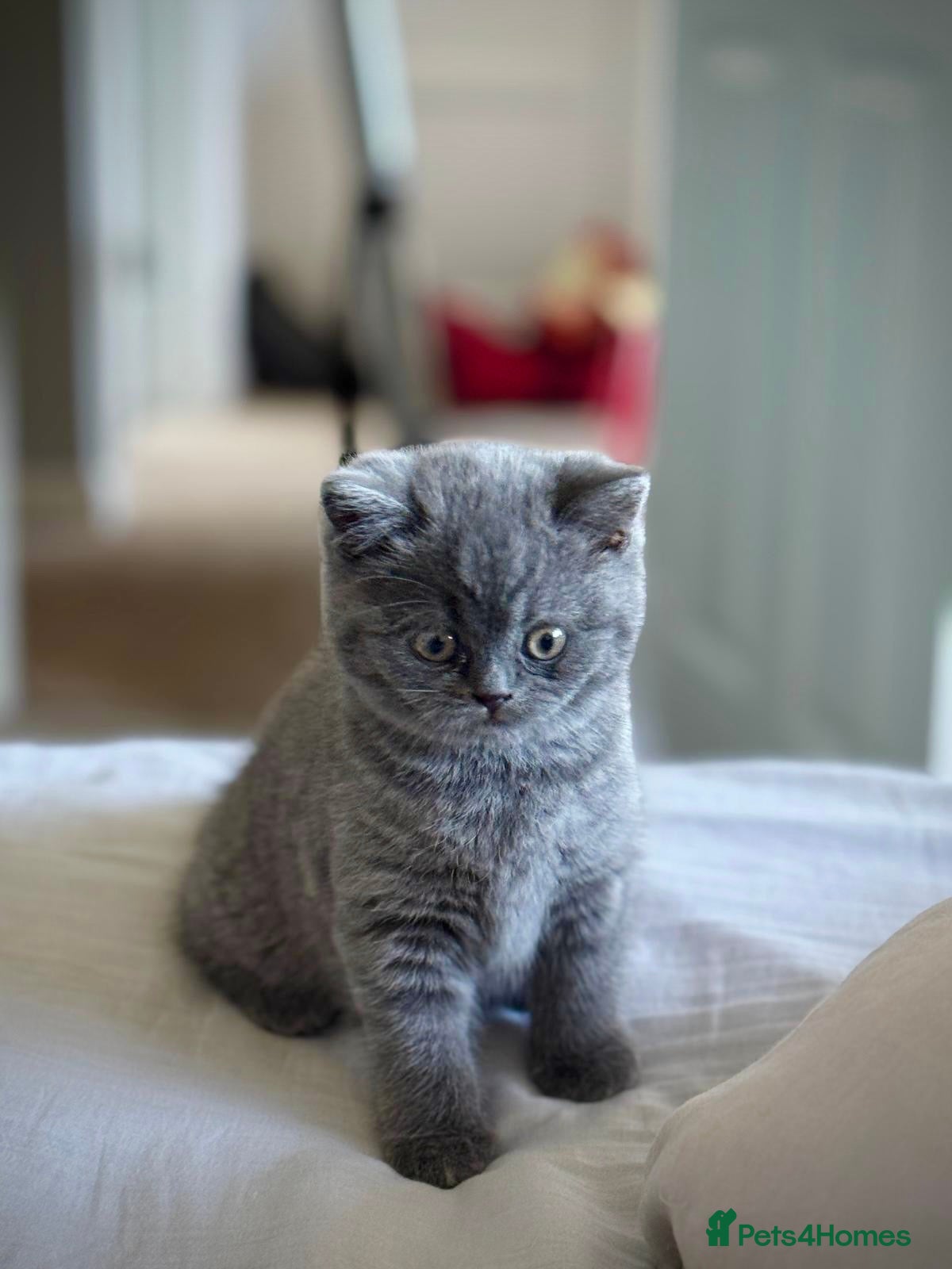 British Shorthair cats British Shorthair Kitten - Advert 2