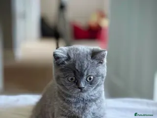 British Shorthair cats British Shorthair Kitten - Advert 5