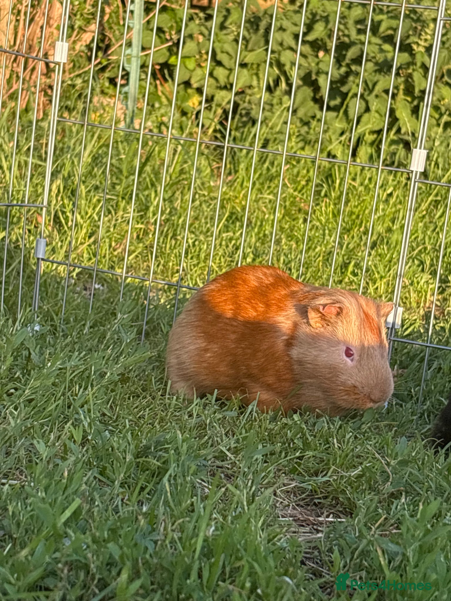 Guinea Pig rodents for sale: Two male guinea pigs for sale  - Advert 1
