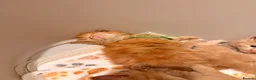 Maine Coon cats for sale: Stunning Mainecoons  in Teignmouth - Advert 20