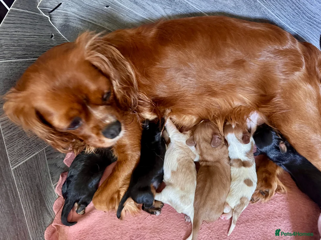Cavalier King Charles Spaniel dogs for sale: 5 Gorgeous DNA health tested cavalier puppies  - Advert 22