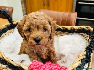 Cavapoo dogs ✨ Red Cavapoo Puppies ✨** - Advert 7