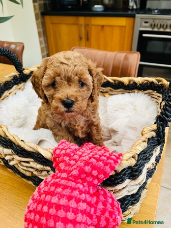 Cavapoo dogs ✨ Red Cavapoo Puppies ✨** - Advert 1